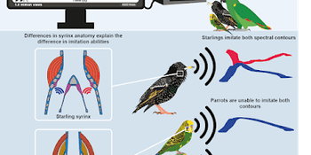 Can birds imitate Artoo-Detoo?